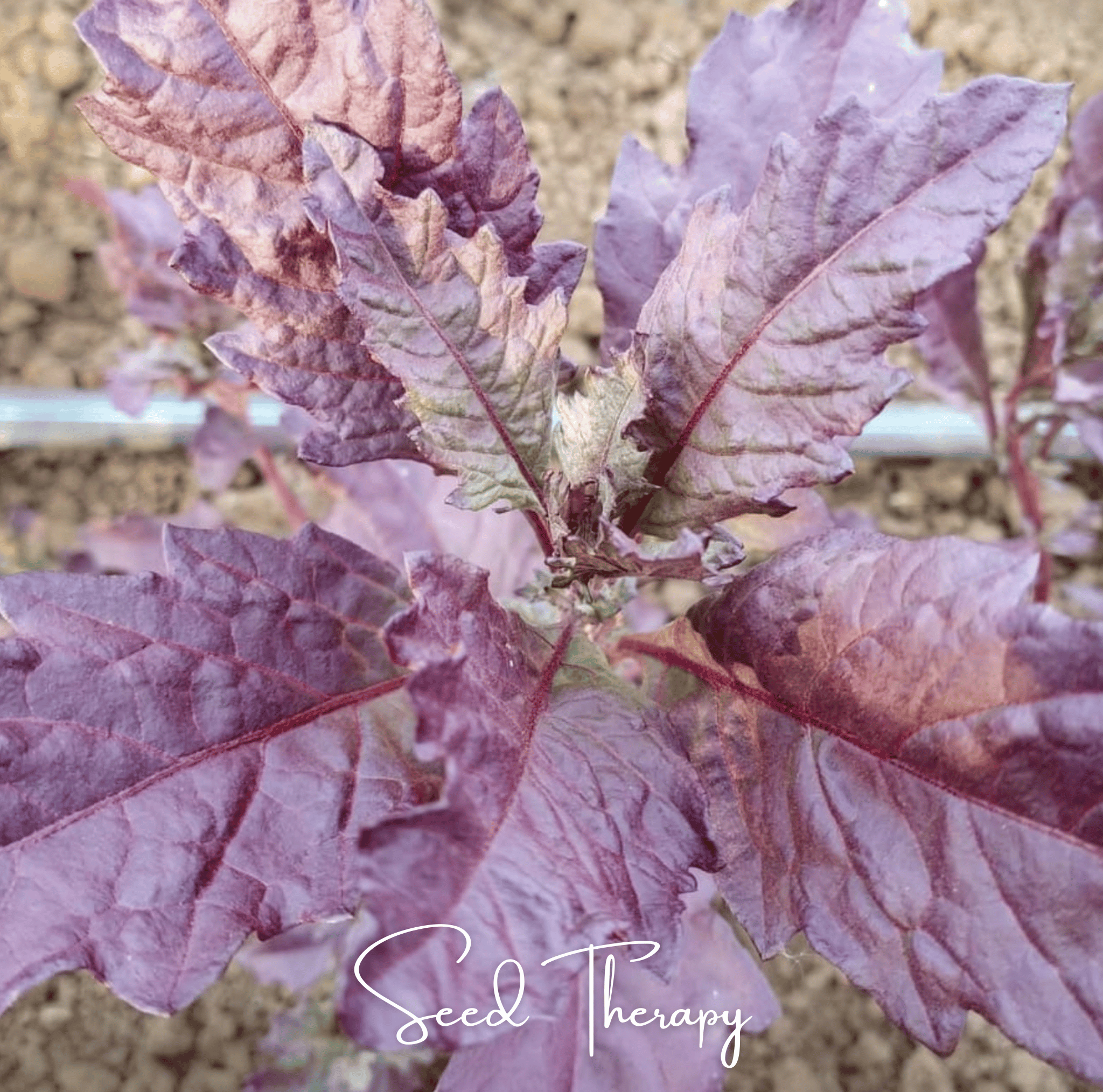 Red Oaxaca Epazote – 100 Seeds | Seeds | Wiccan Center
