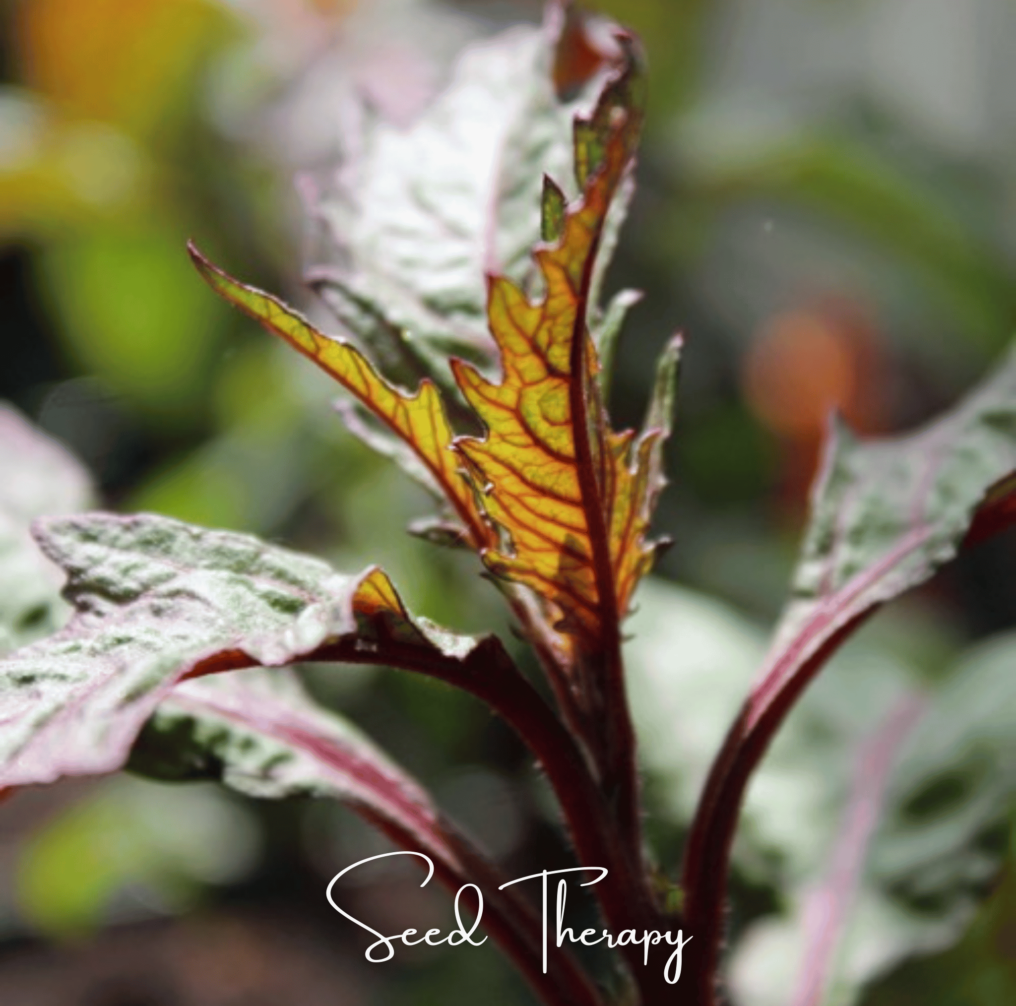 Red Oaxaca Epazote – 100 Seeds | Seeds | Wiccan Center