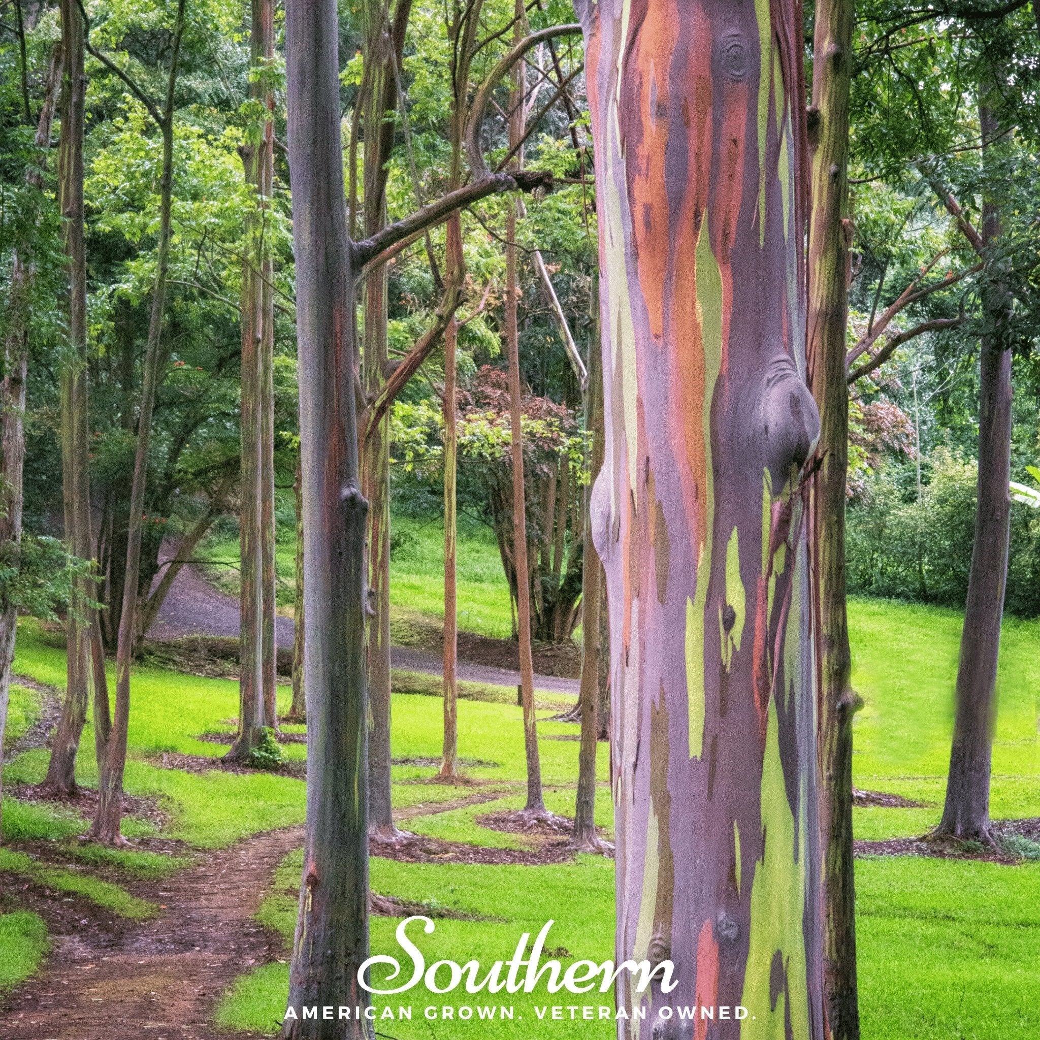 Rainbow Gum Tree Eucalyptus – 100 Seeds | | Wiccan Center