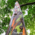 Rainbow Gum Tree Eucalyptus – 100 Seeds | | Wiccan Center