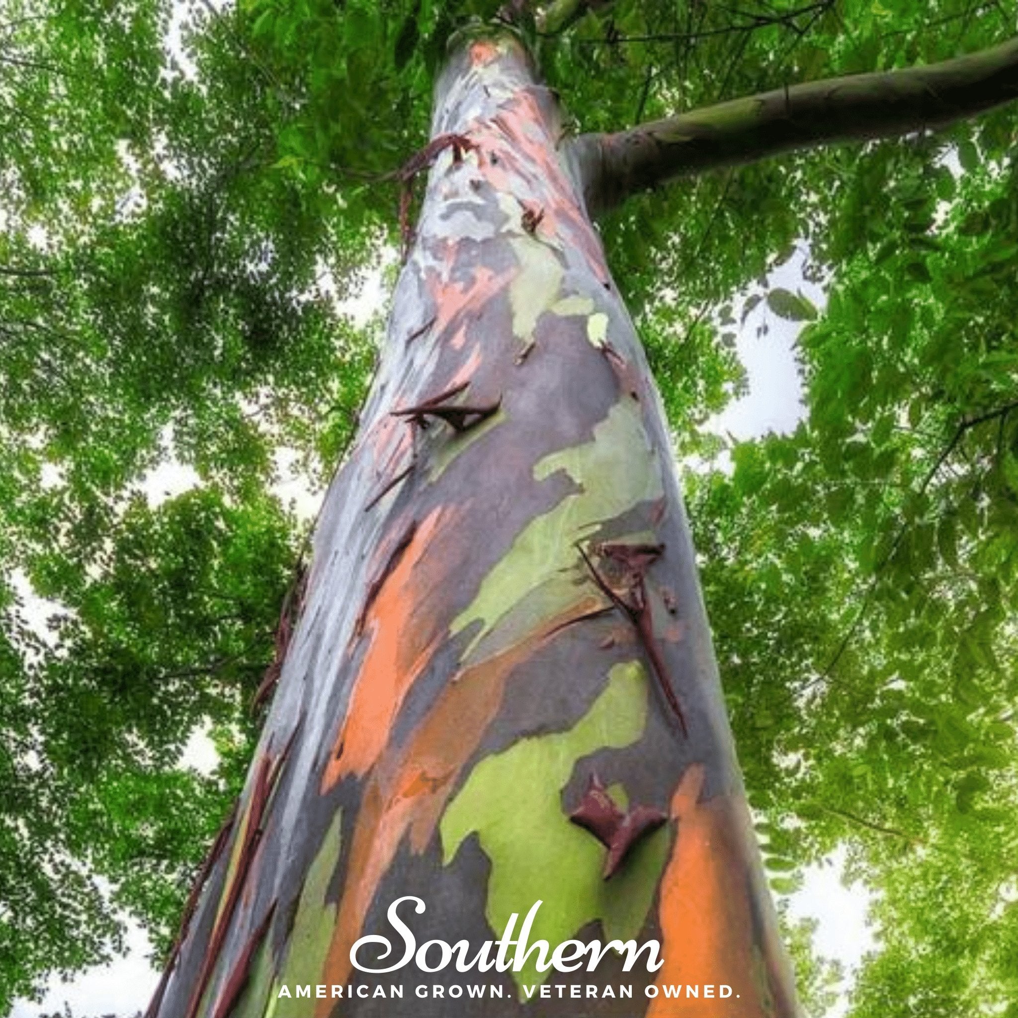 Rainbow Gum Tree Eucalyptus – 100 Seeds | | Wiccan Center