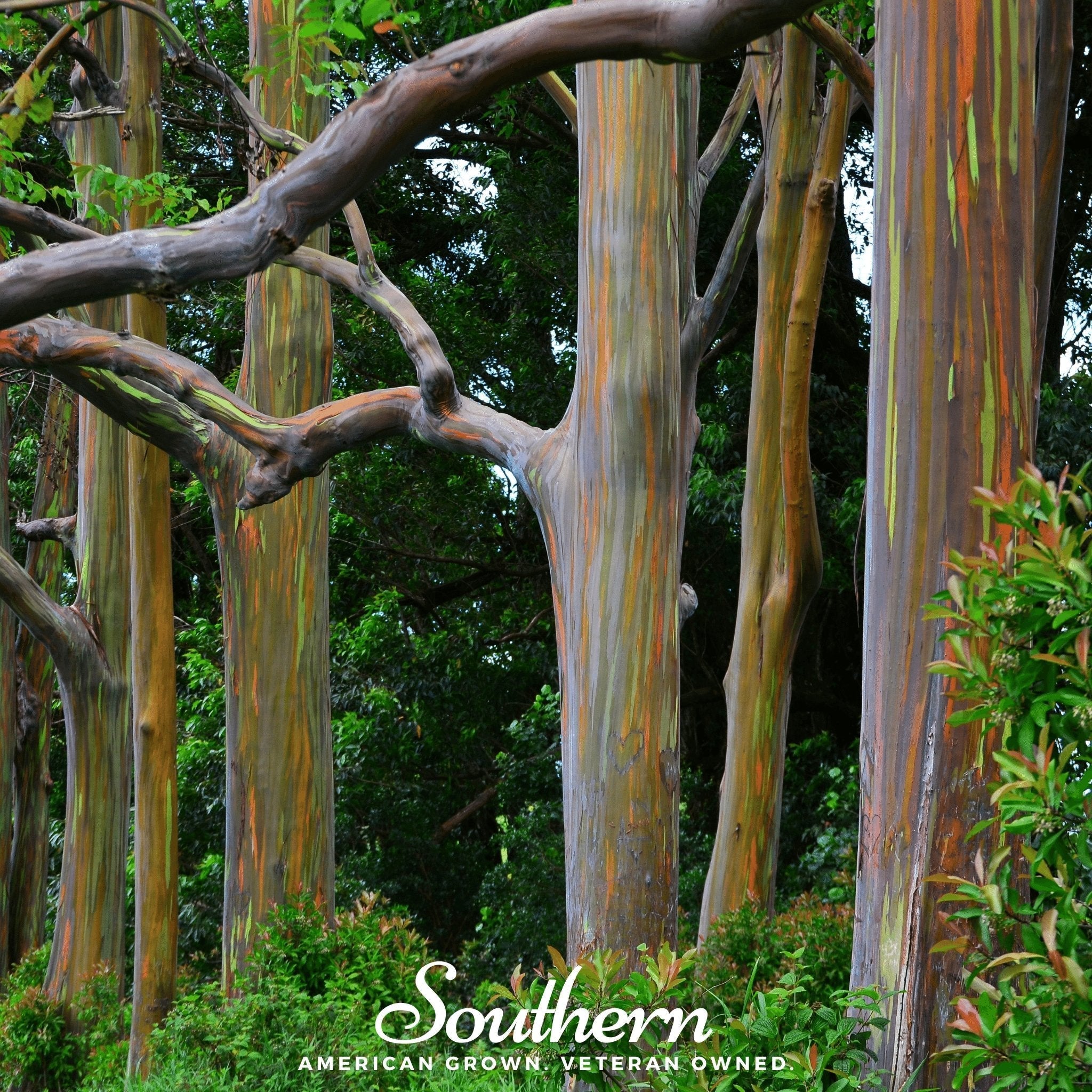 Rainbow Gum Tree Eucalyptus – 100 Seeds | | Wiccan Center