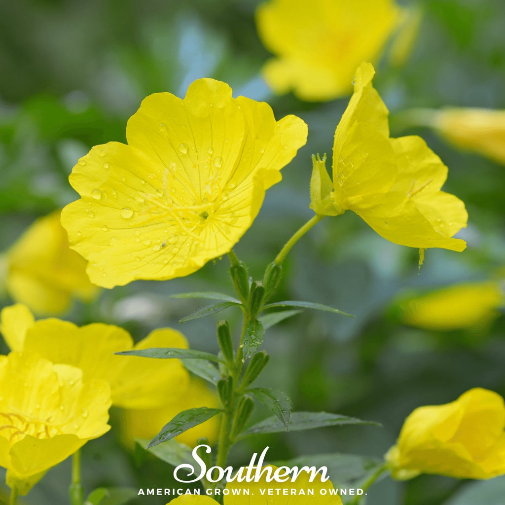 Common Evening Primrose – 100 Seeds | | Wiccan Center