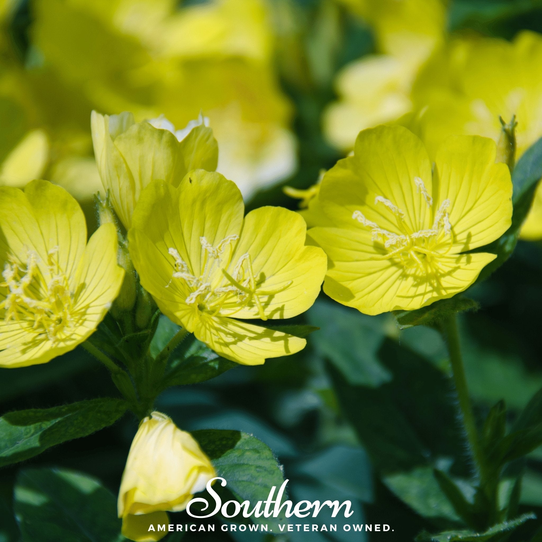 Common Evening Primrose – 100 Seeds | | Wiccan Center