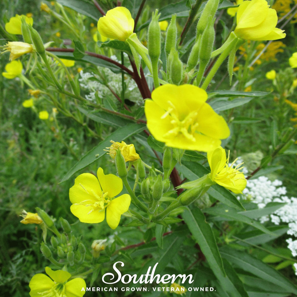 Common Evening Primrose – 100 Seeds | | Wiccan Center