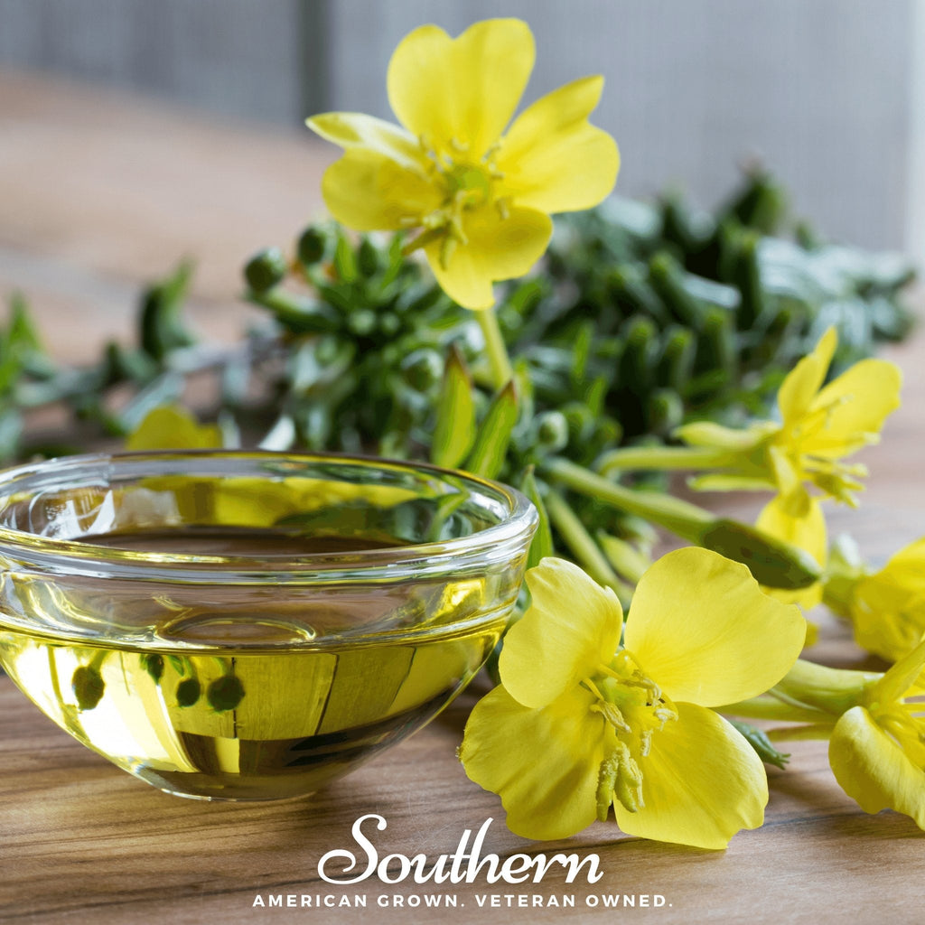 Common Evening Primrose – 100 Seeds | | Wiccan Center