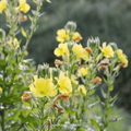 Evening Primrose – 100 Seeds | Seeds | Wiccan Center
