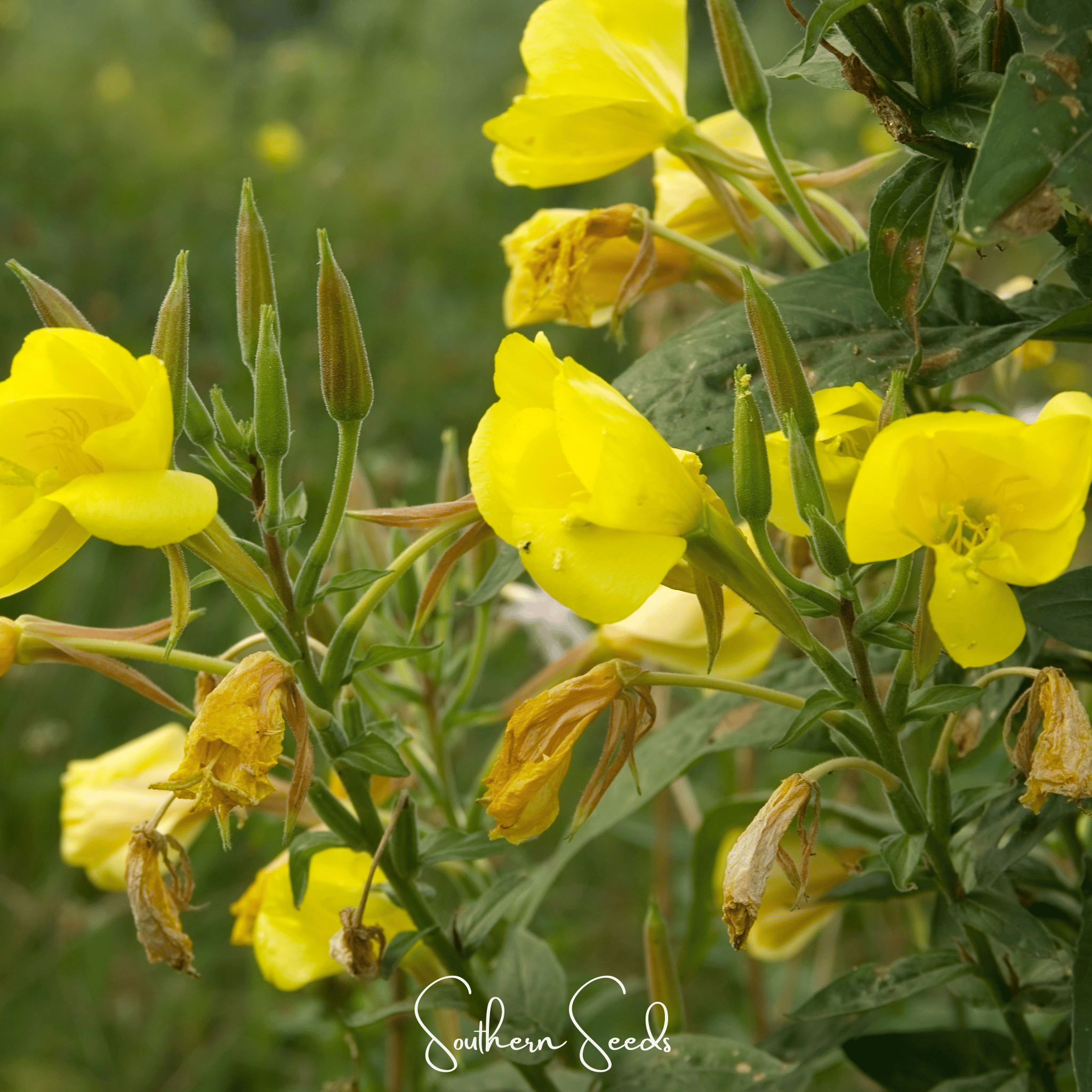 Evening Primrose – 100 Seeds | Seeds | Wiccan Center
