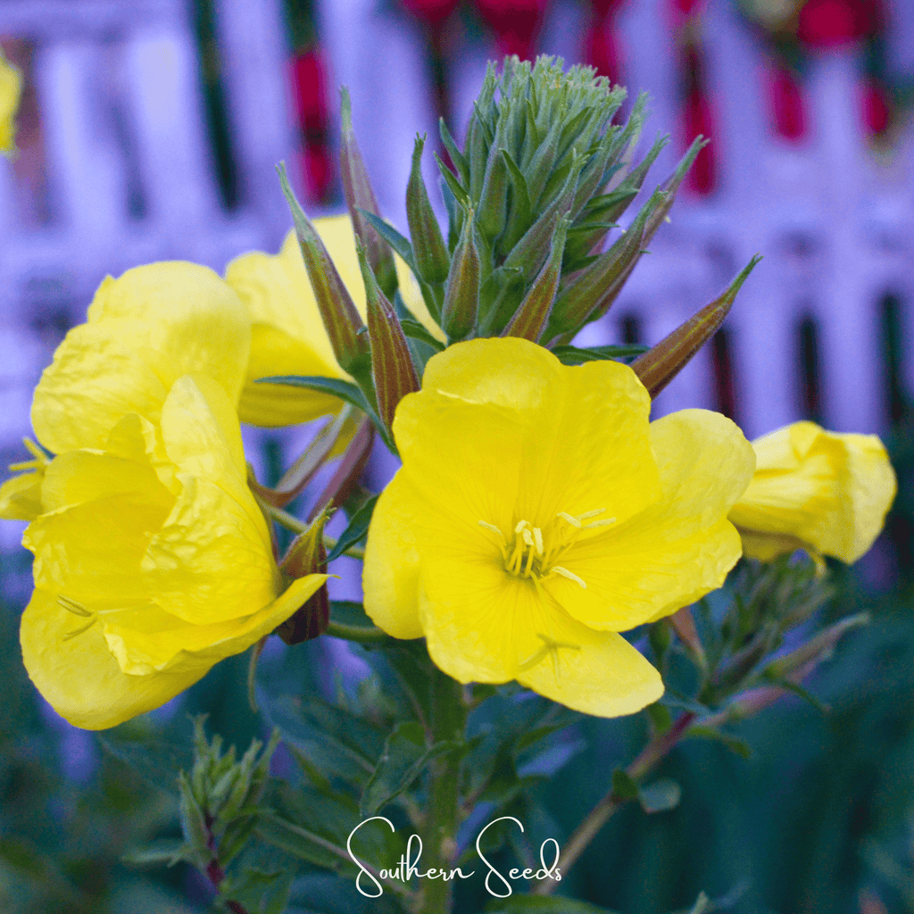 Evening Primrose – 100 Seeds | Seeds | Wiccan Center