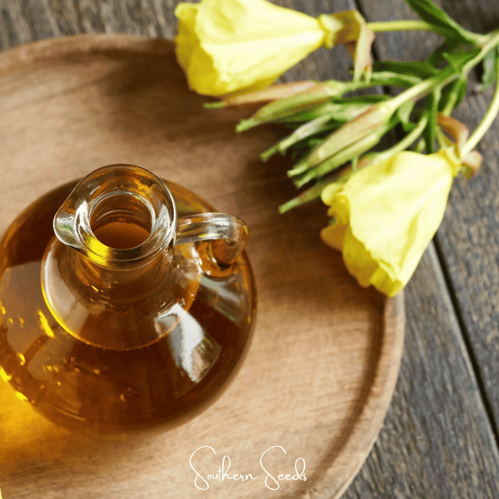 Evening Primrose – 100 Seeds | Seeds | Wiccan Center