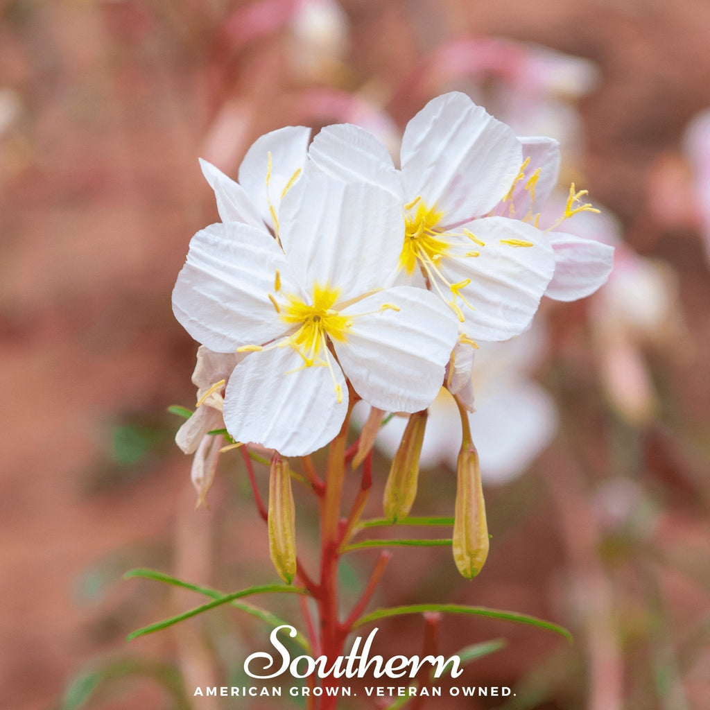 Pale Evening Primrose – 100 Seeds | | Wiccan Center