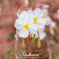 Pale Evening Primrose – 100 Seeds | | Wiccan Center