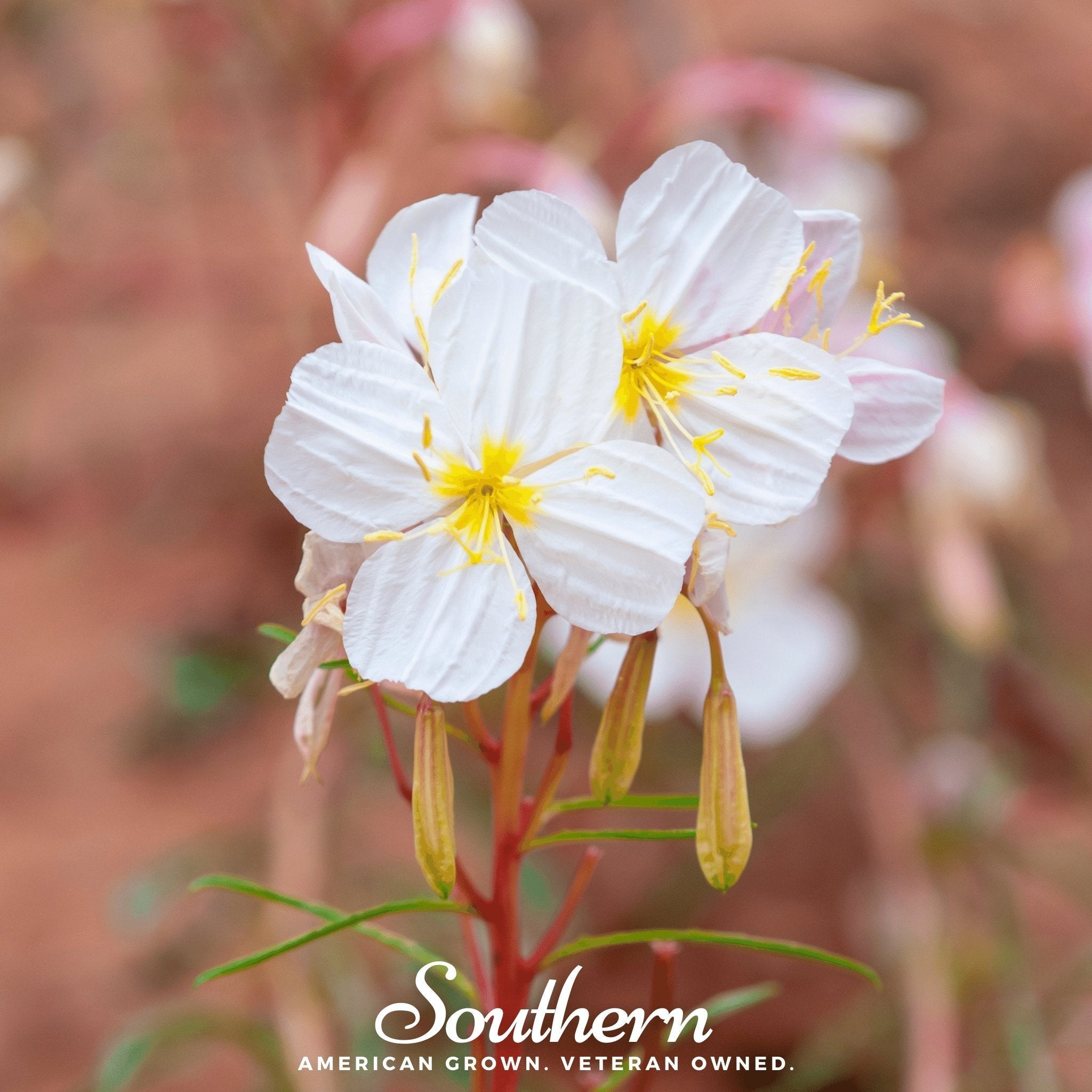 Pale Evening Primrose – 100 Seeds | | Wiccan Center