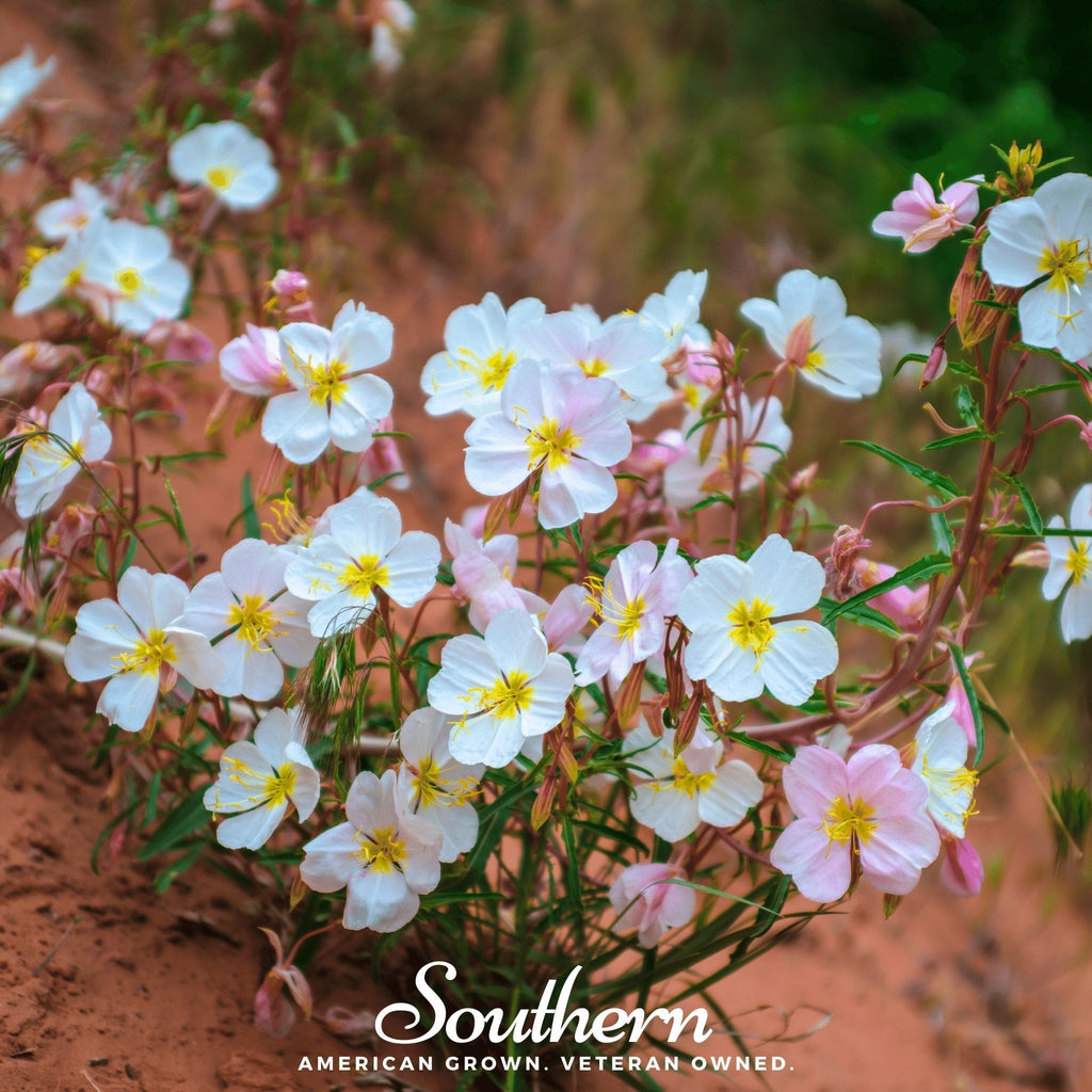 Pale Evening Primrose – 100 Seeds | | Wiccan Center