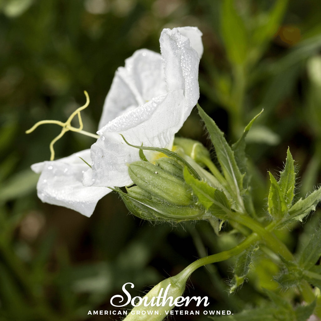 Pale Evening Primrose – 100 Seeds | | Wiccan Center