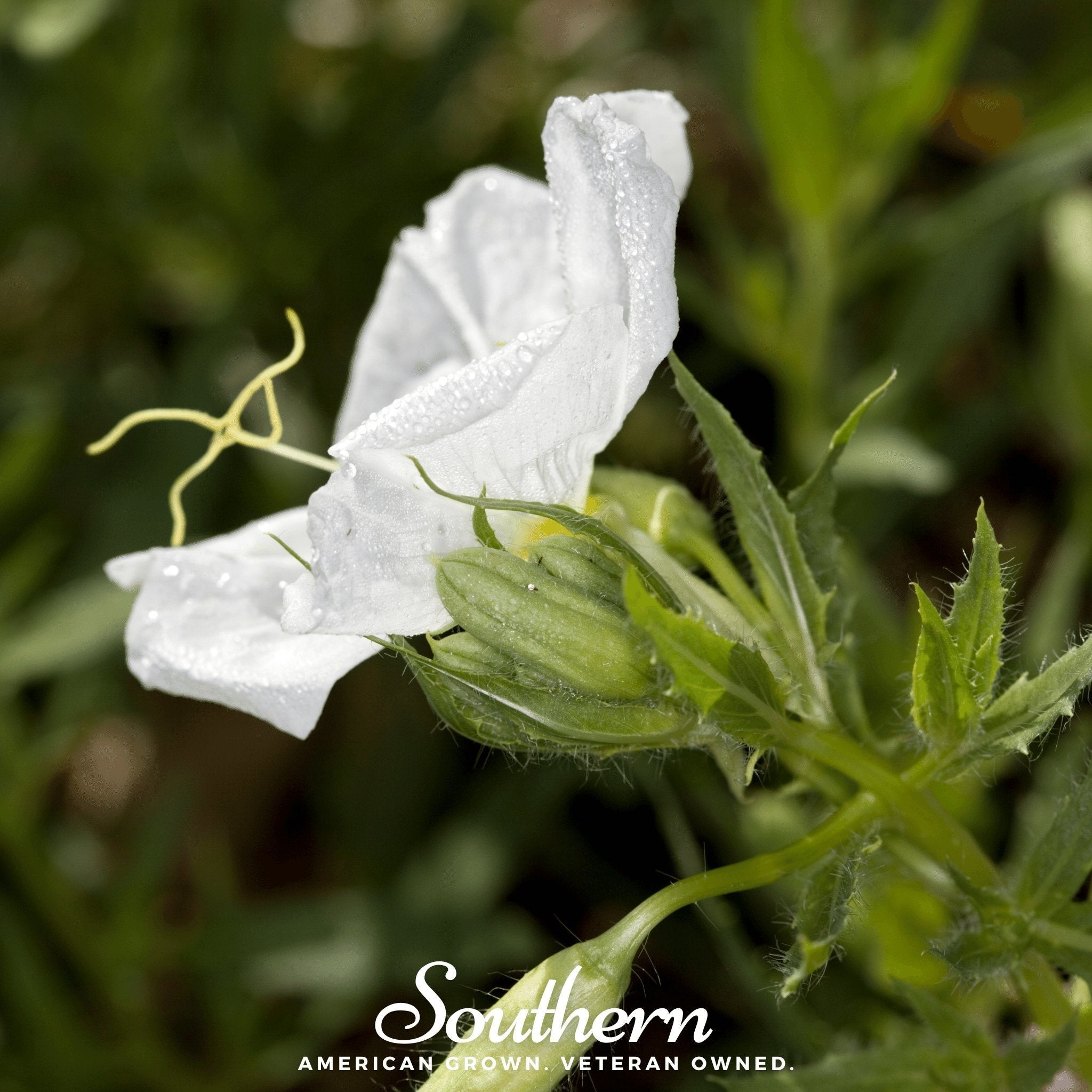 Pale Evening Primrose – 100 Seeds | | Wiccan Center