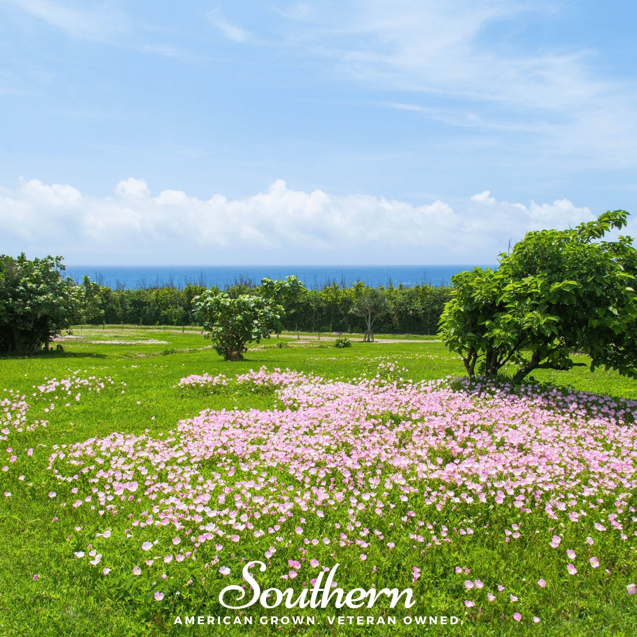 Pale Evening Primrose – 100 Seeds | | Wiccan Center