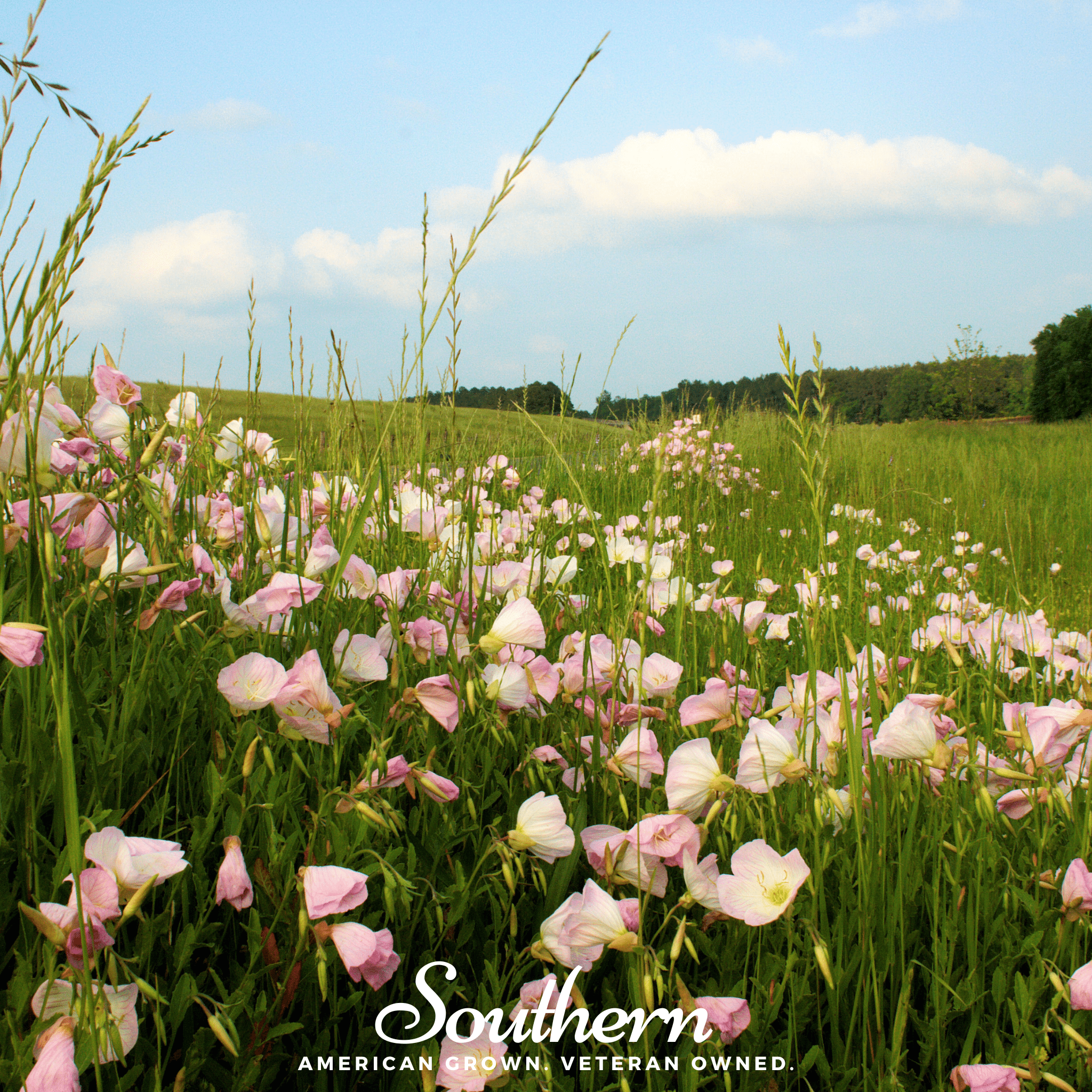 Showy Evening Primrose (Pink Ladies) – 100 Seeds | | Wiccan Center