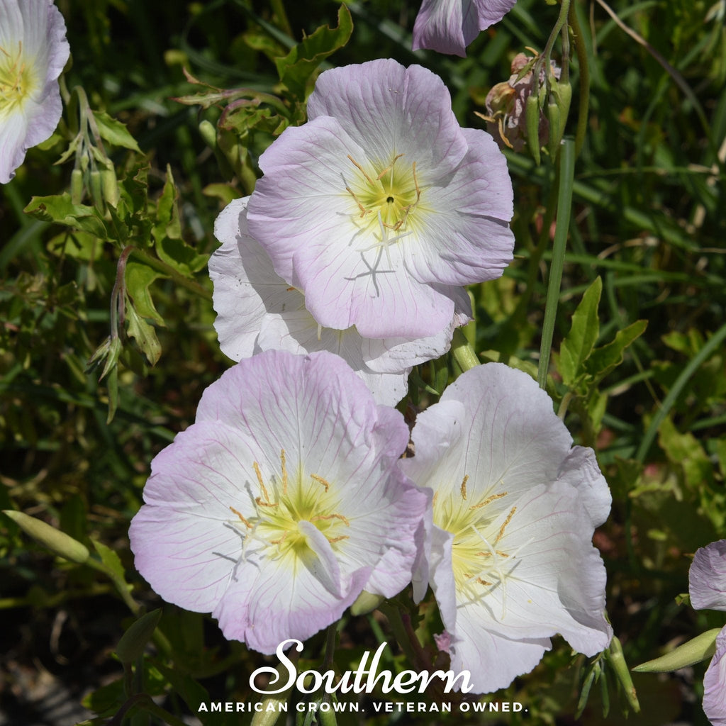 Showy Evening Primrose (Pink Ladies) – 100 Seeds | | Wiccan Center