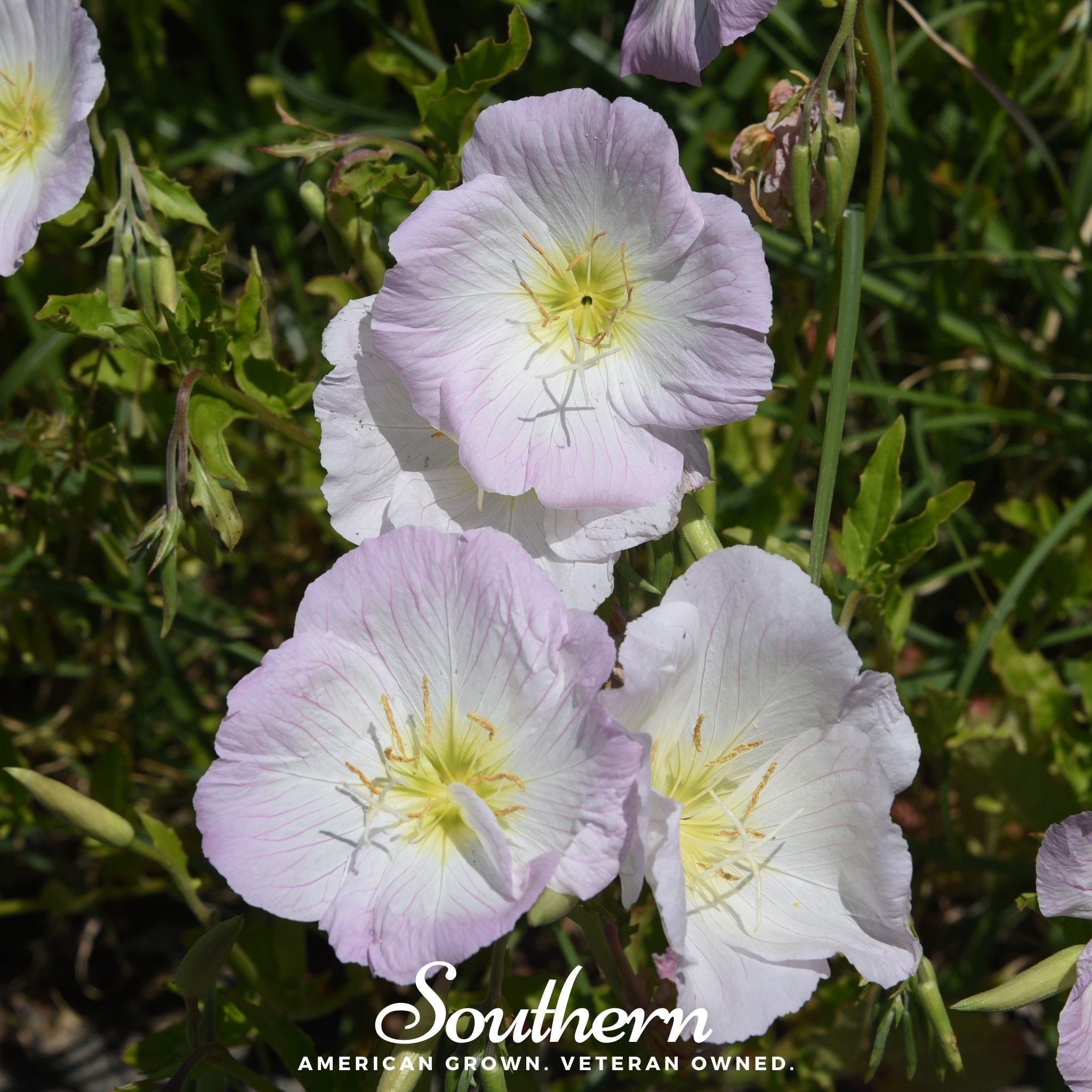 Showy Evening Primrose (Pink Ladies) – 100 Seeds | | Wiccan Center