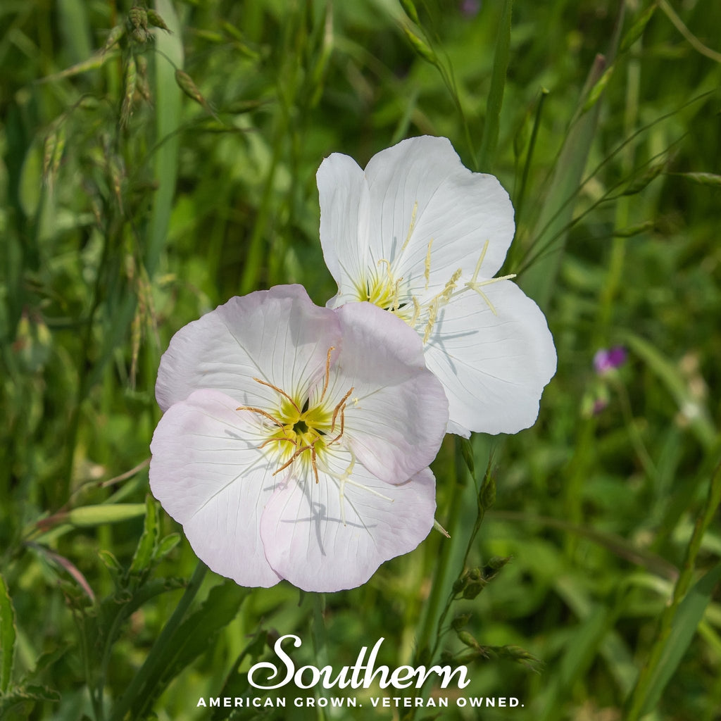 Showy Evening Primrose (Pink Ladies) – 100 Seeds | | Wiccan Center