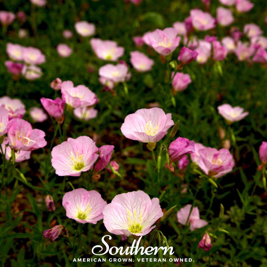 Showy Evening Primrose (Pink Ladies) – 100 Seeds | | Wiccan Center