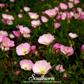 Showy Evening Primrose (Pink Ladies) – 100 Seeds | | Wiccan Center