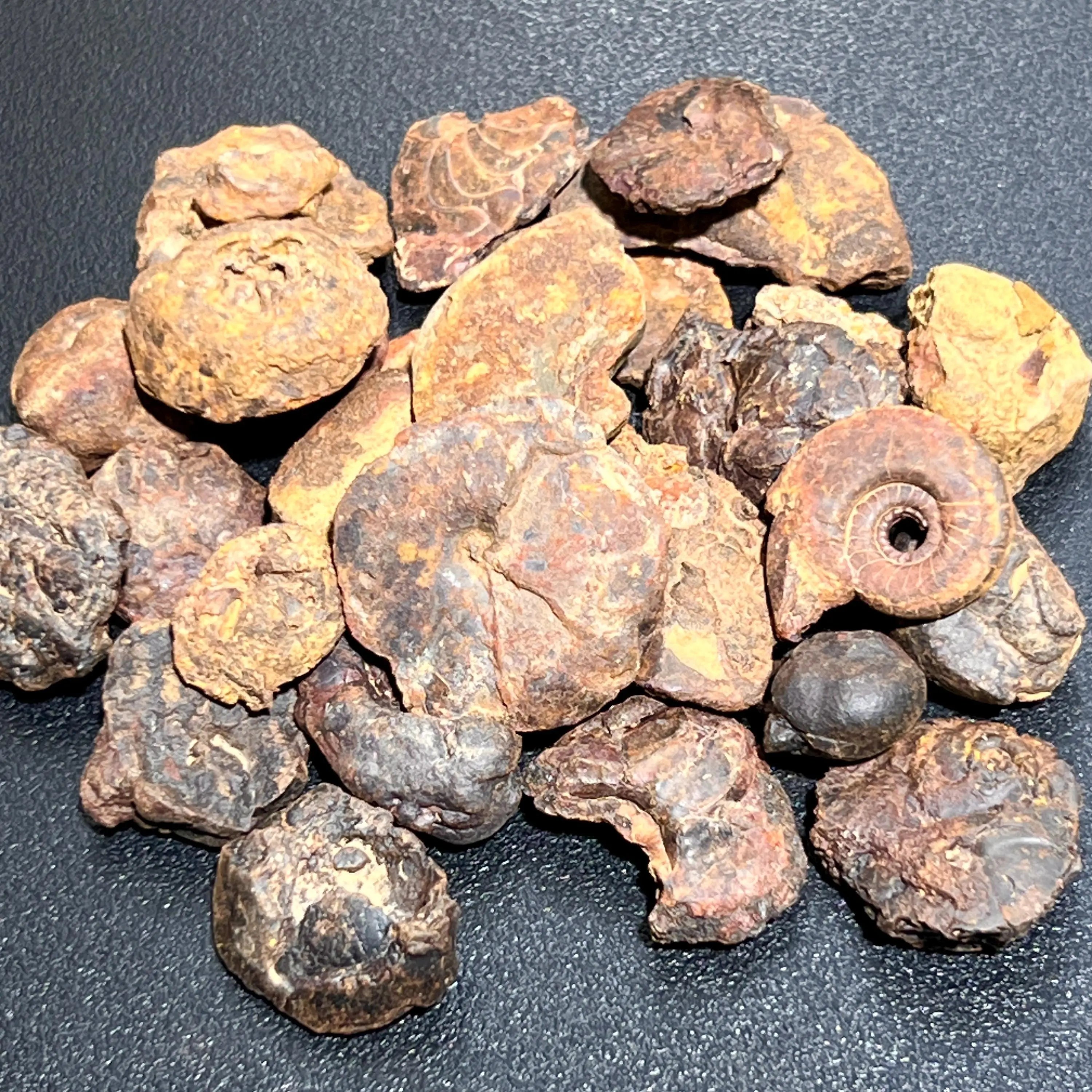 Ammonite Fossils Mixed Quality (By The Ounce Or Pound) Spiral Ammonoids Wholesale | Home & Living > Home Decor > Home Accents > Rocks & Geodes | Wiccan Center