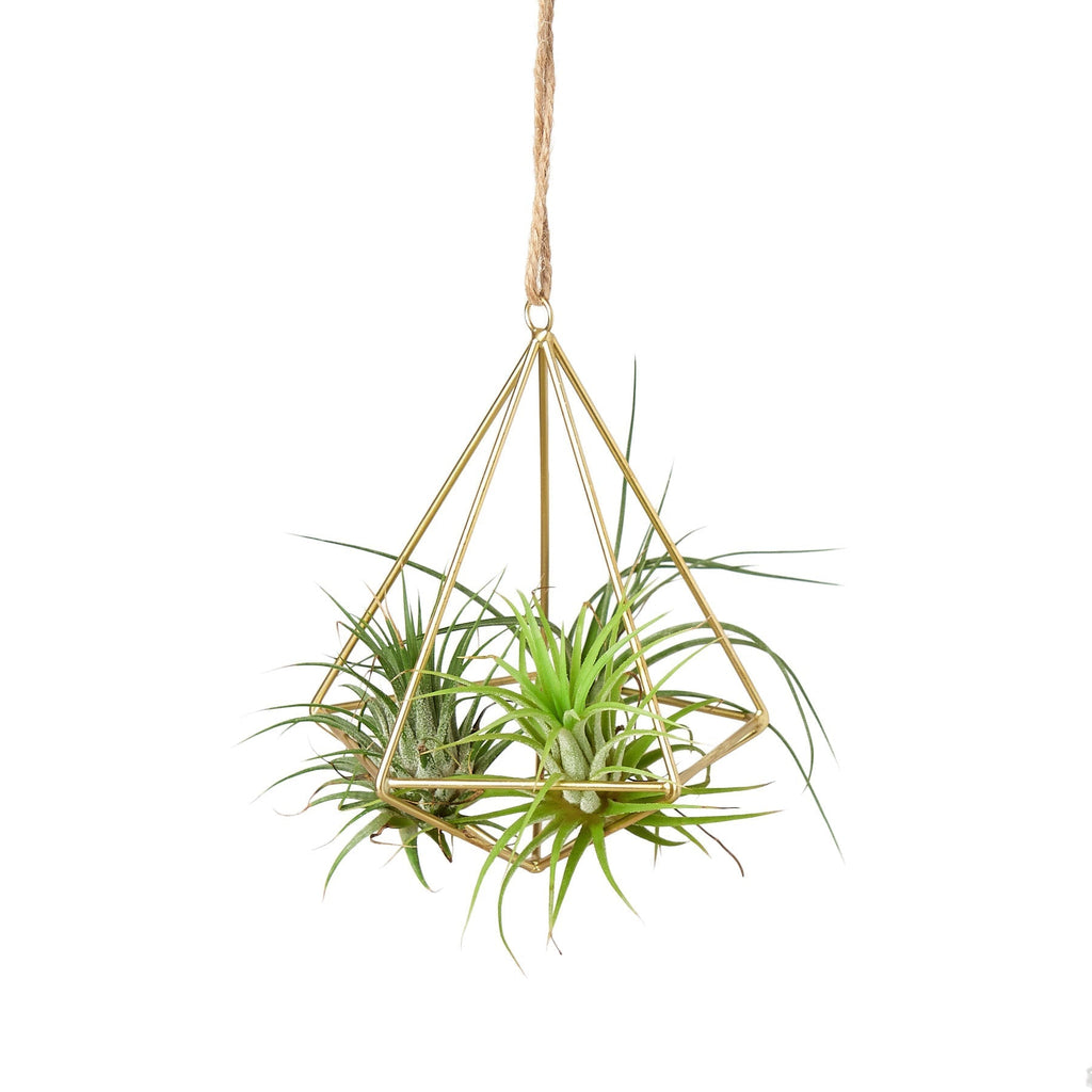 Air Plant Display Hanger - Brass | Accessories ($4 Ship/12oz) | Wiccan Center