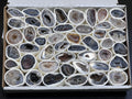 Oco Geode Cut Crystals (Avg 3.5 LBs) Box Flat Bulk Wholesale Lot Rough Raw Stones Natural Gemstones | Home & Living > Home Decor > Home Accents > Rocks & Geodes | Wiccan Center