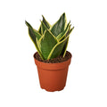 Snake Plant Black Gold - Nursery Pot 4-inch | Indoor Plants | Wiccan Center