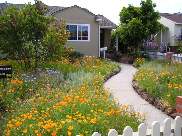 Meadowscaping Mix Alternative Lawn Seed — for Low-Maintenance, Eco-Friendly Lawns | | Wiccan Center