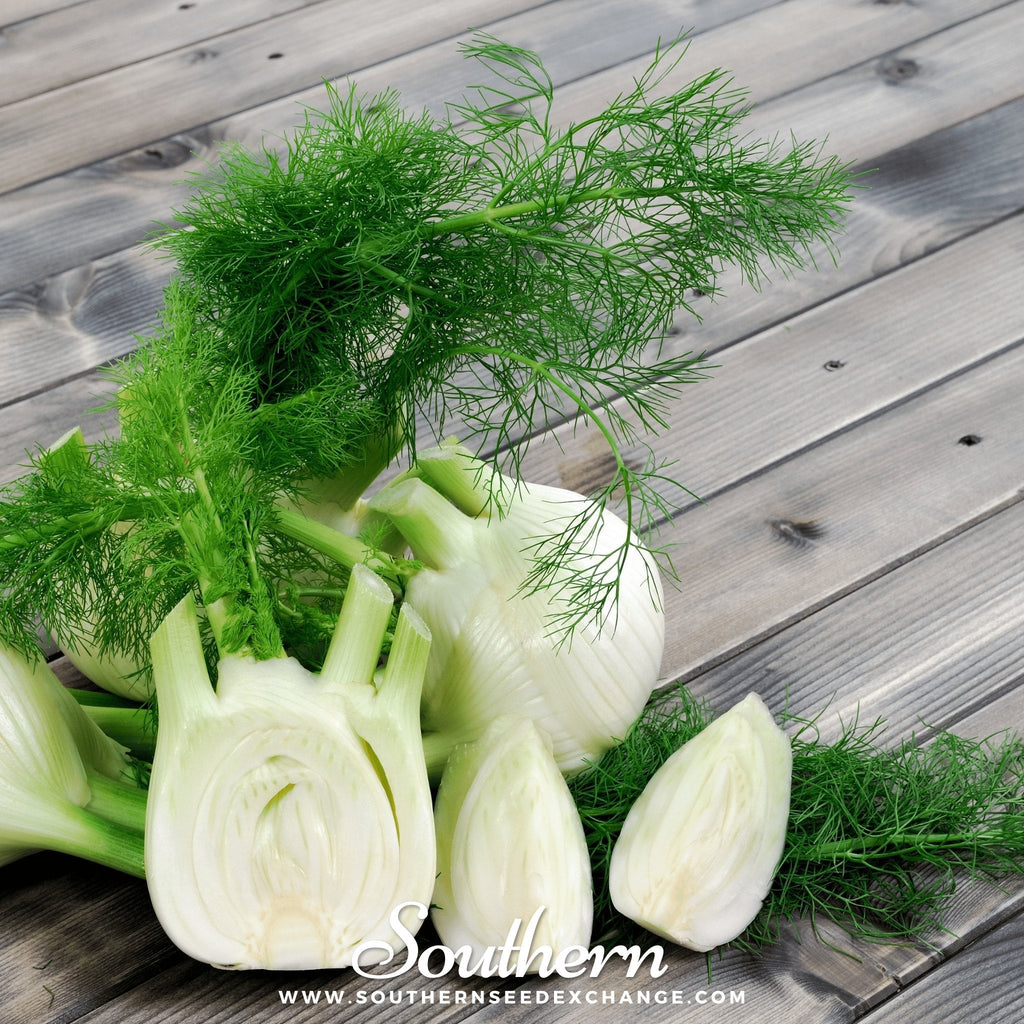 Florence Fennel – 200 Seeds | | Wiccan Center