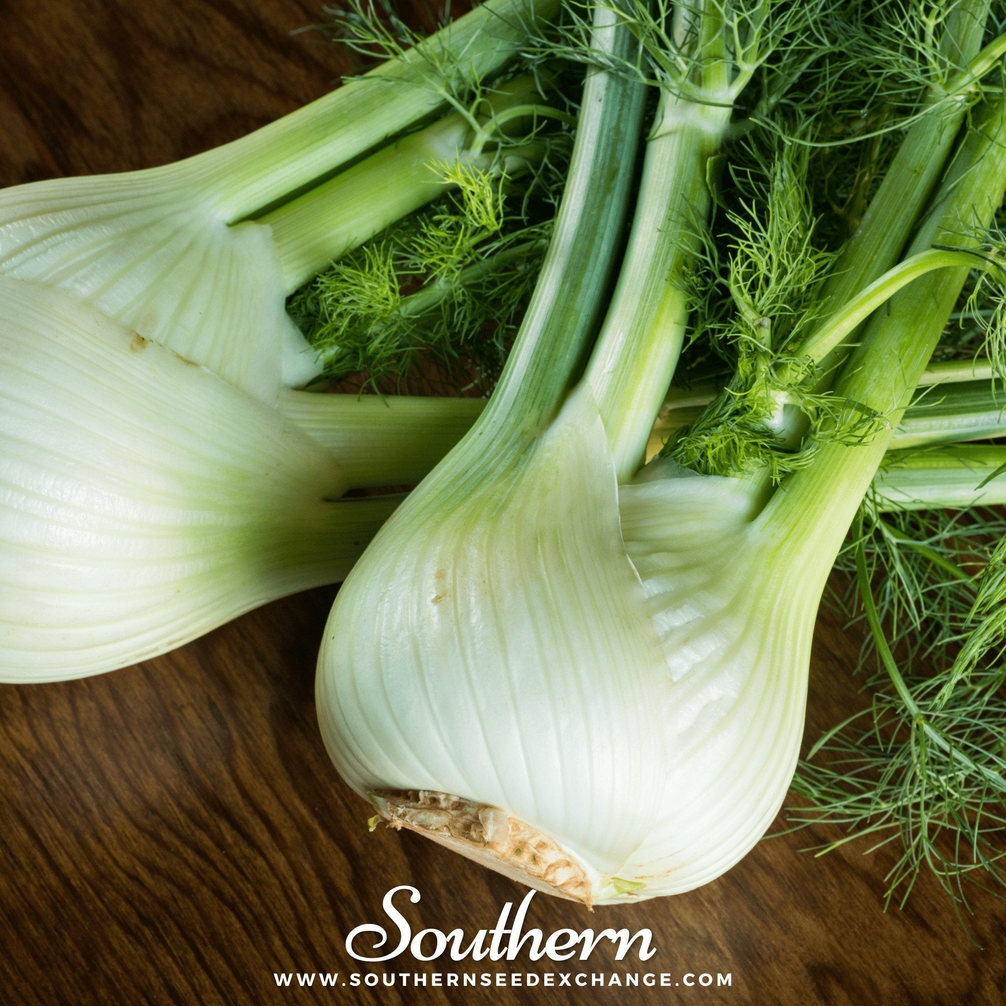 Florence Fennel – 200 Seeds | | Wiccan Center