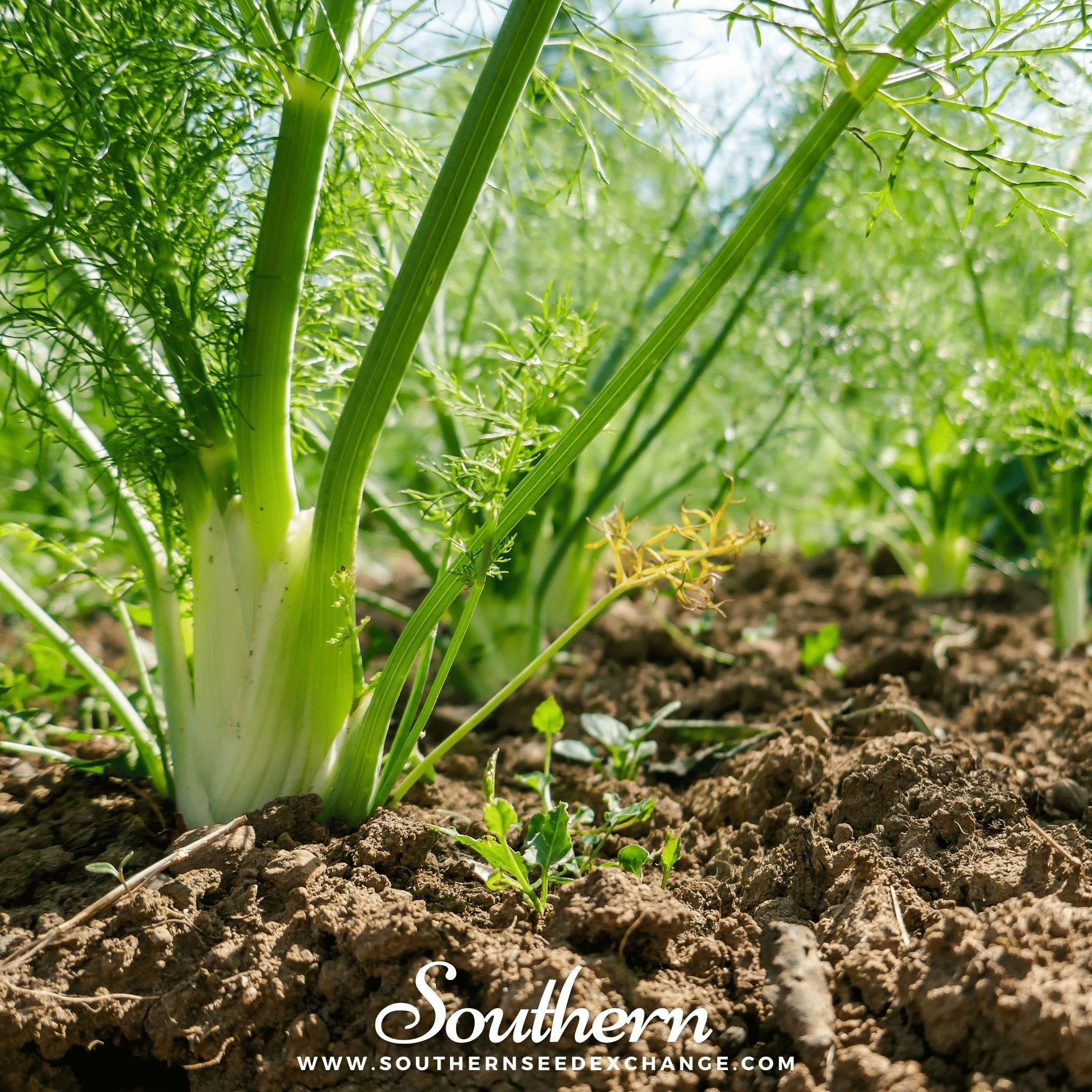 Florence Fennel – 200 Seeds | | Wiccan Center