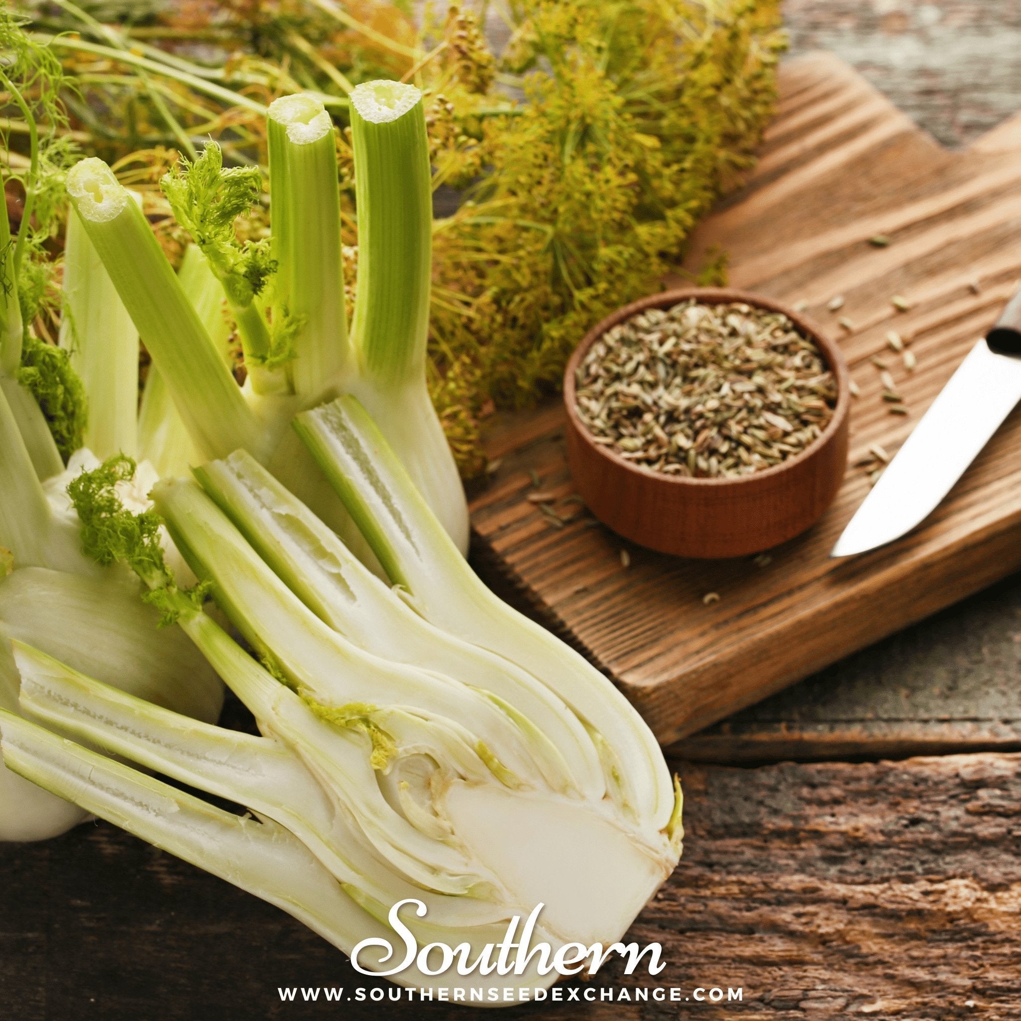 Florence Fennel – 200 Seeds | | Wiccan Center