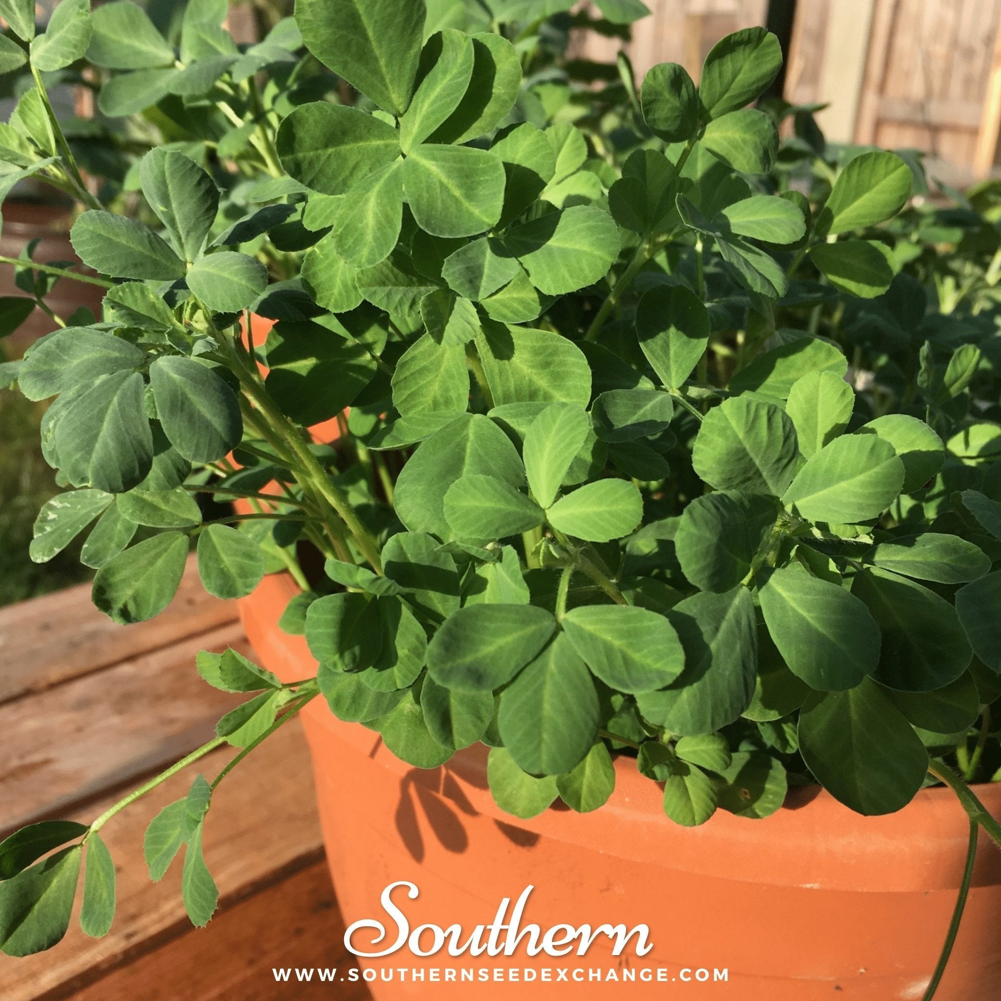 Fenugreek – 50 Seeds | | Wiccan Center