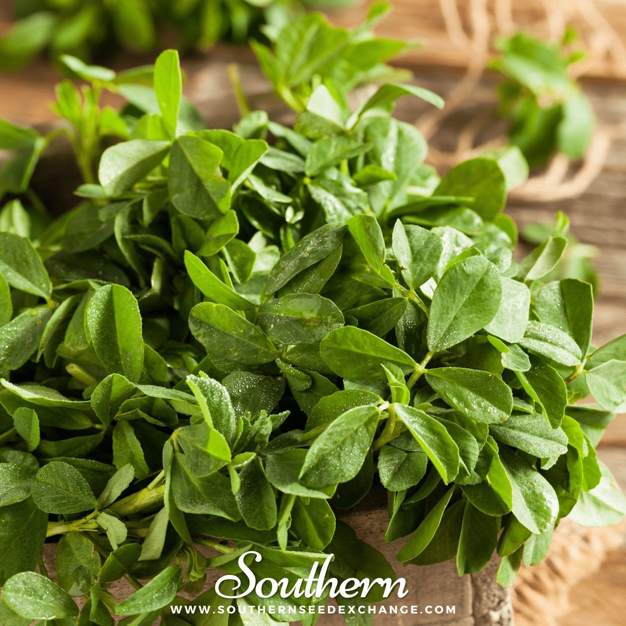 Fenugreek – 50 Seeds | | Wiccan Center