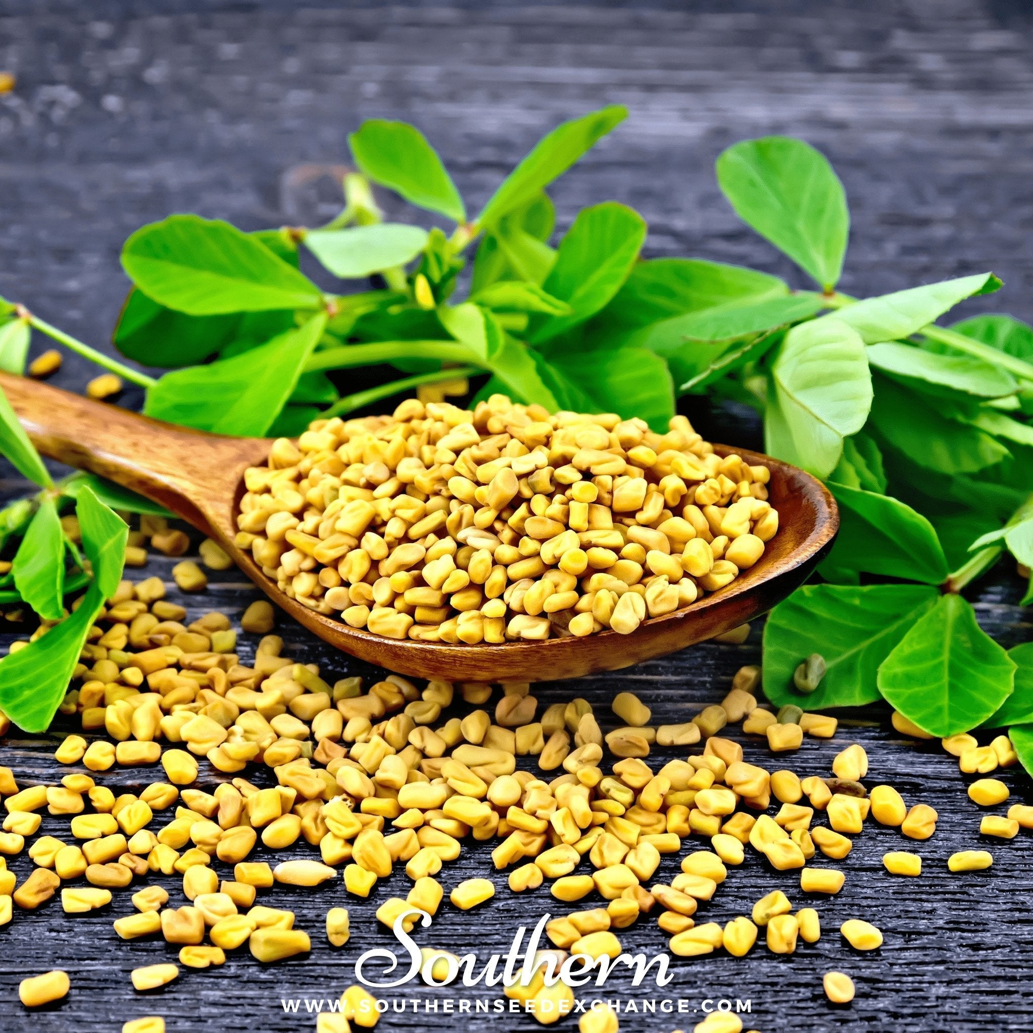 Fenugreek – 50 Seeds | | Wiccan Center