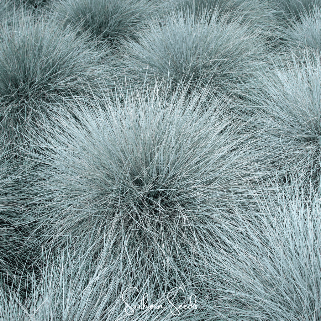 Blue Fescue – 100 Seeds | Seeds | Wiccan Center