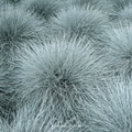 Blue Fescue – 100 Seeds | Seeds | Wiccan Center