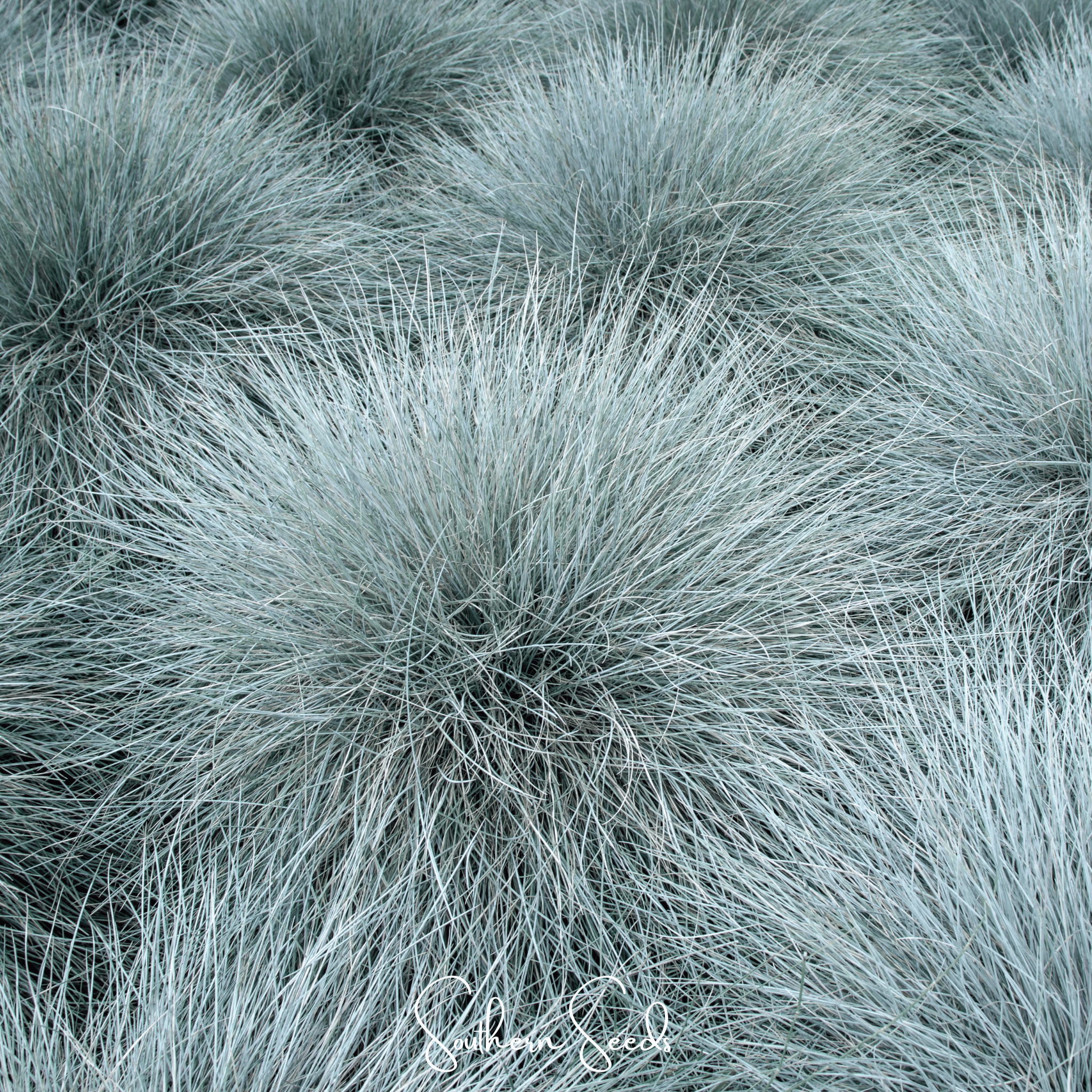 Blue Fescue – 100 Seeds | Seeds | Wiccan Center