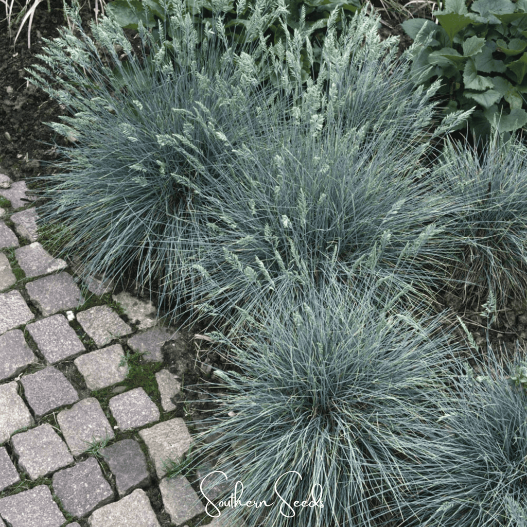 Blue Fescue – 100 Seeds | Seeds | Wiccan Center