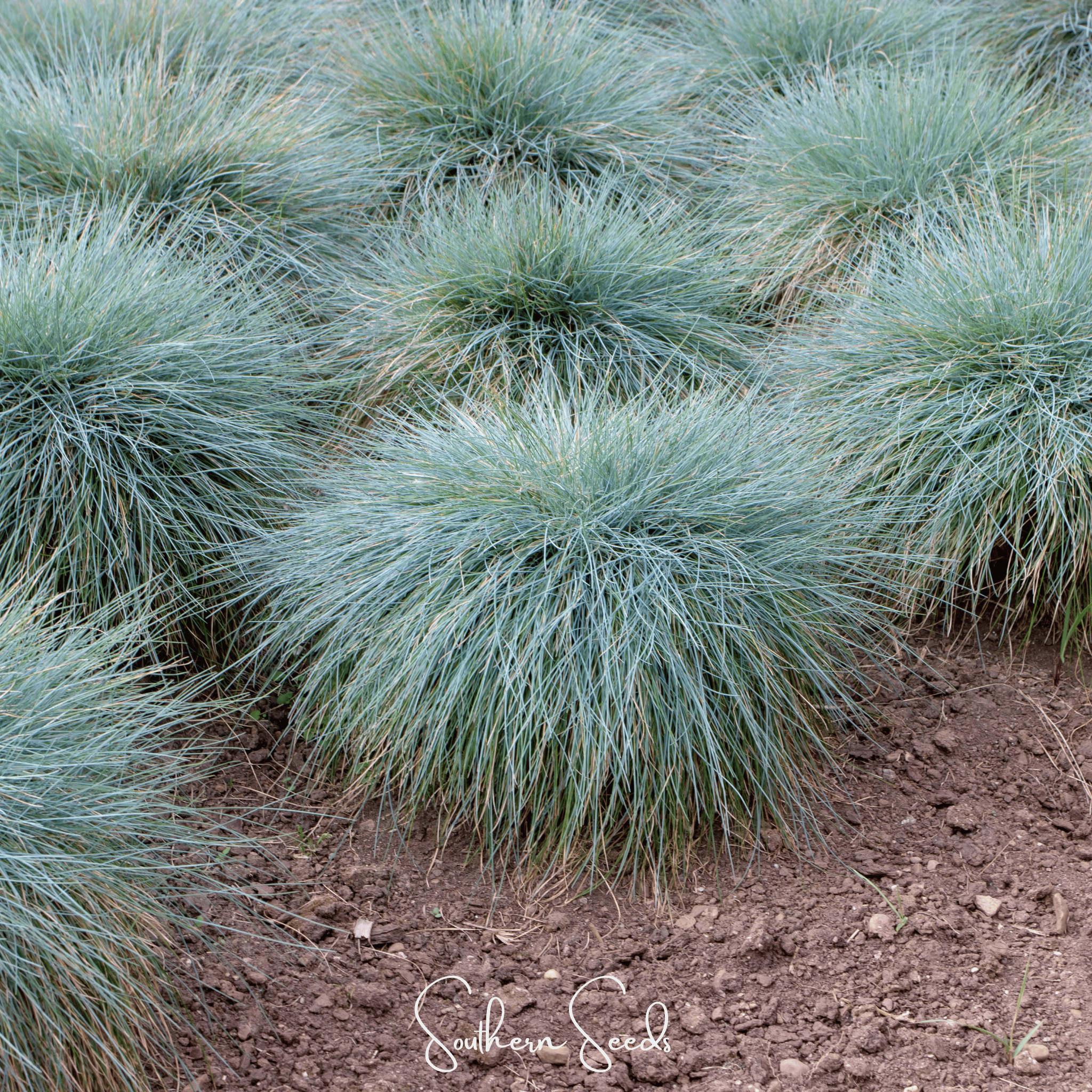 Blue Fescue – 100 Seeds | Seeds | Wiccan Center