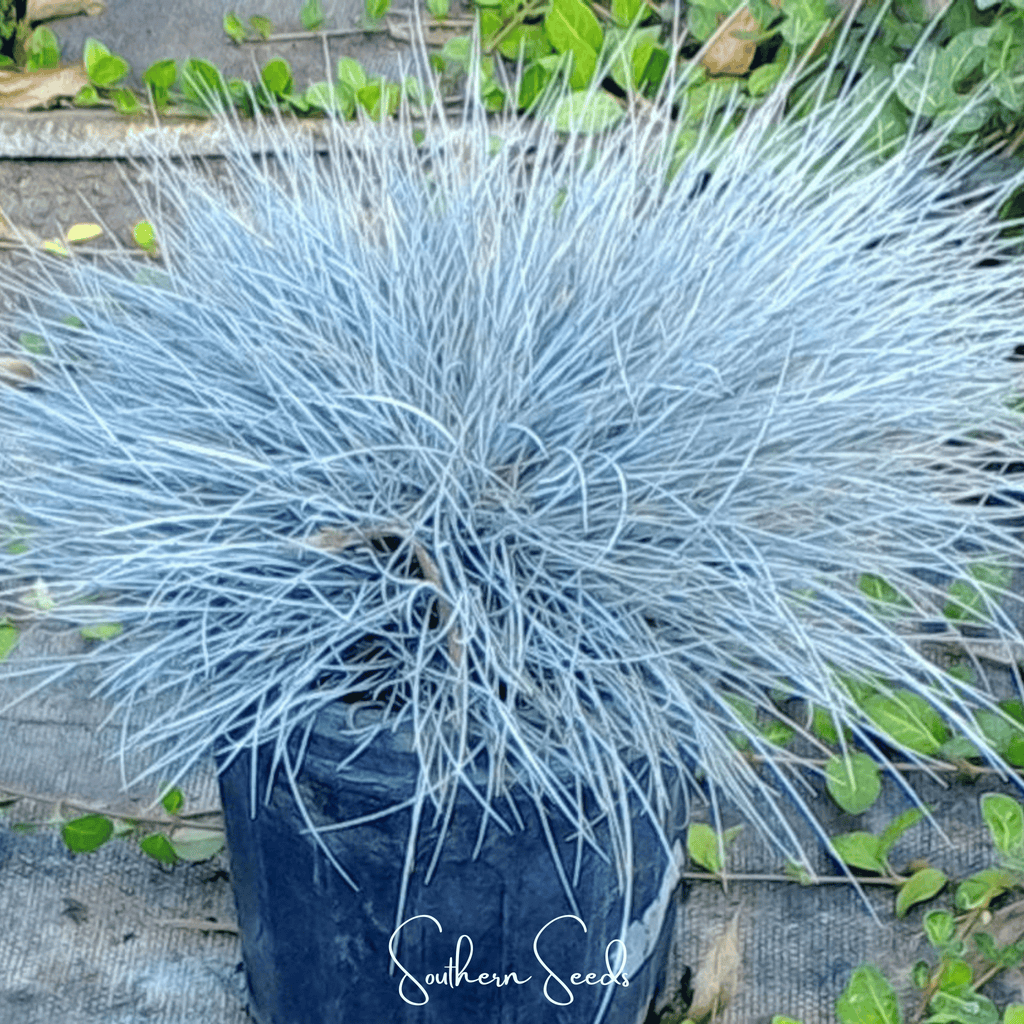 Blue Fescue – 100 Seeds | Seeds | Wiccan Center