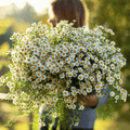 Feverfew – 100 Seeds | Seeds | Wiccan Center