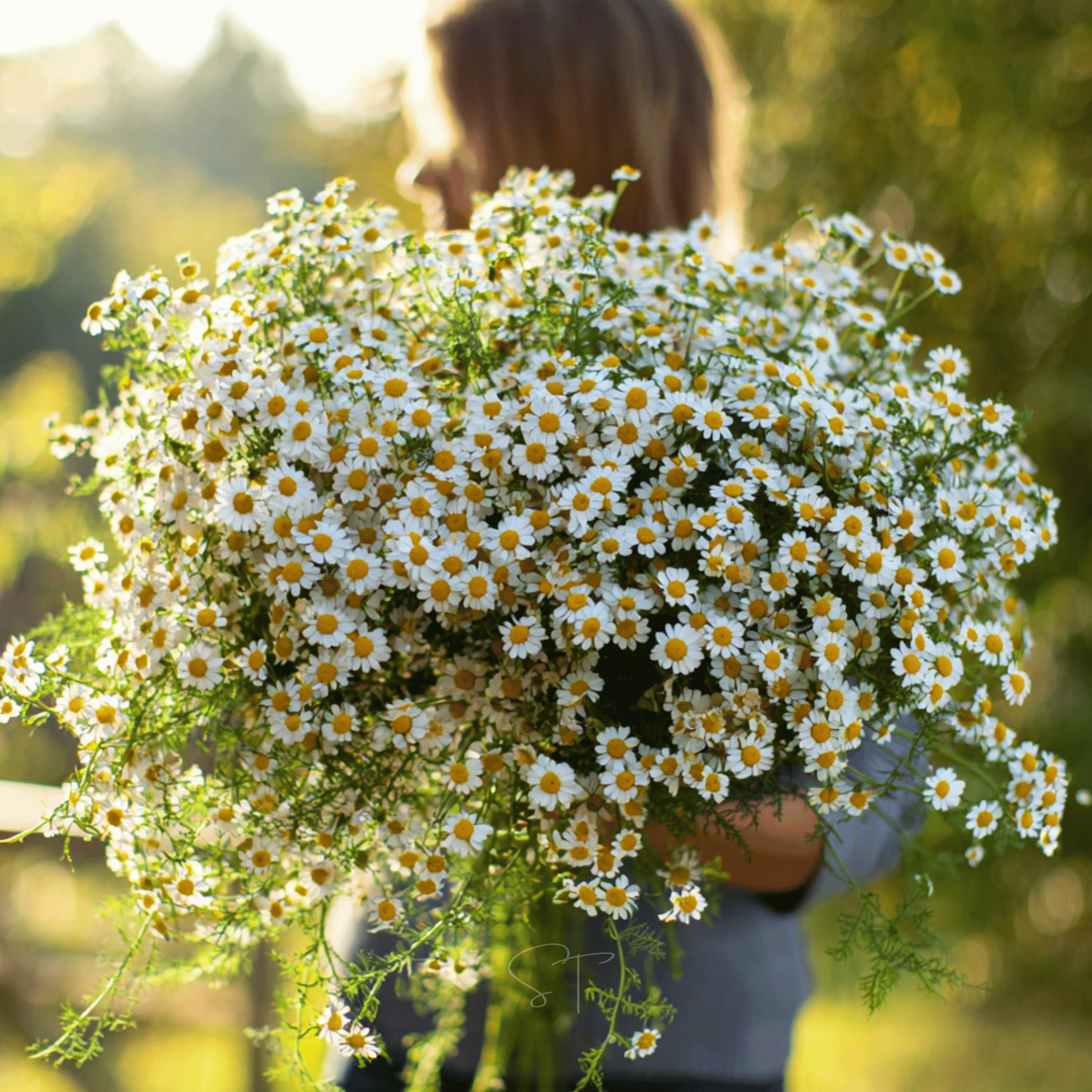 Feverfew – 100 Seeds | Seeds | Wiccan Center