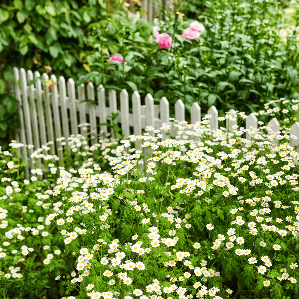Feverfew – 100 Seeds | Seeds | Wiccan Center