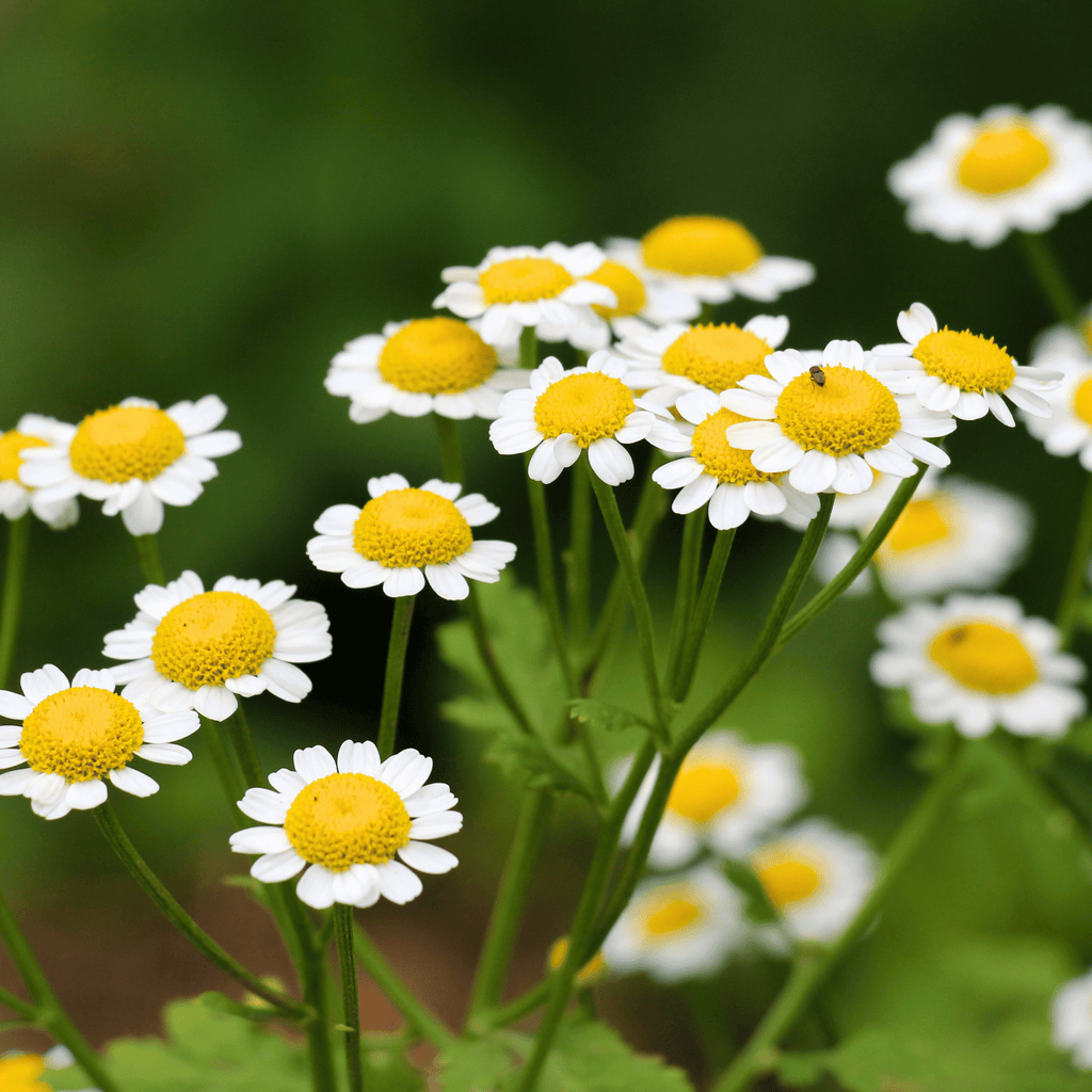 Feverfew – 100 Seeds | Seeds | Wiccan Center