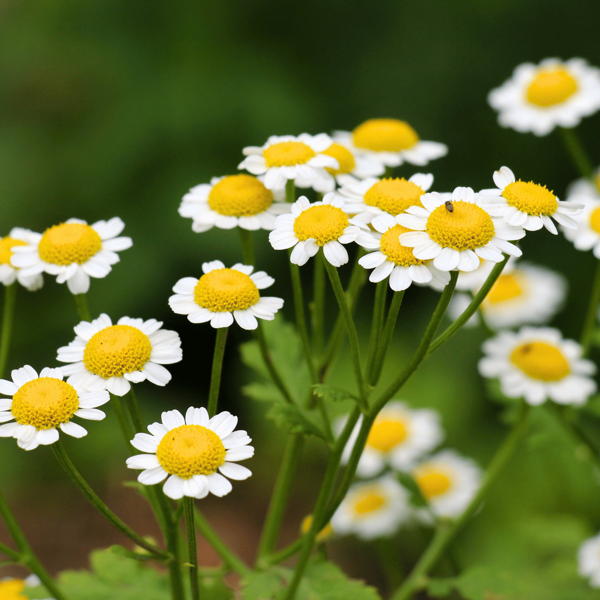 Feverfew – 100 Seeds | Seeds | Wiccan Center
